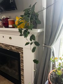 Beautiful hoya plant with flowers in the cup