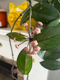 Beautiful hoya plant with flowers in the cup