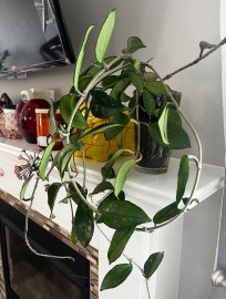 Beautiful hoya plant with flowers in the cup