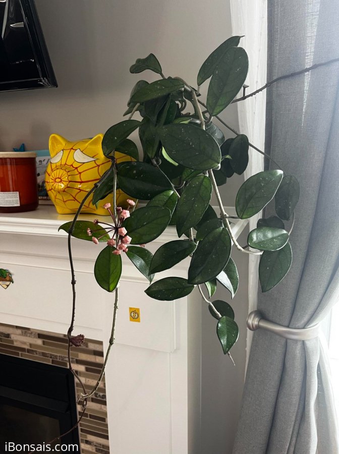 Beautiful hoya plant with flowers in the cup