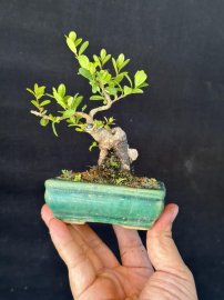 Vẫn là sông cầu 379k siêu thuần chỉ có thanh lý mới có giá này thôi