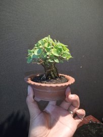 Ngọc long châu ❤️