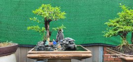 1200k cho tiểu cảnh mai chiếu thủy lá lớn
