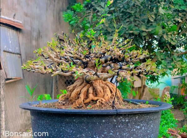 Cây nhà lá vườn