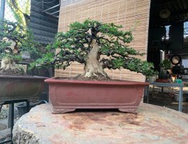 Linh sam sông hinh trực bin