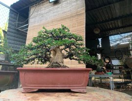 Linh sam sông hinh trực bin