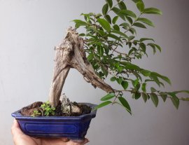 Em là Bằng Lăng Ổi dáng quái...