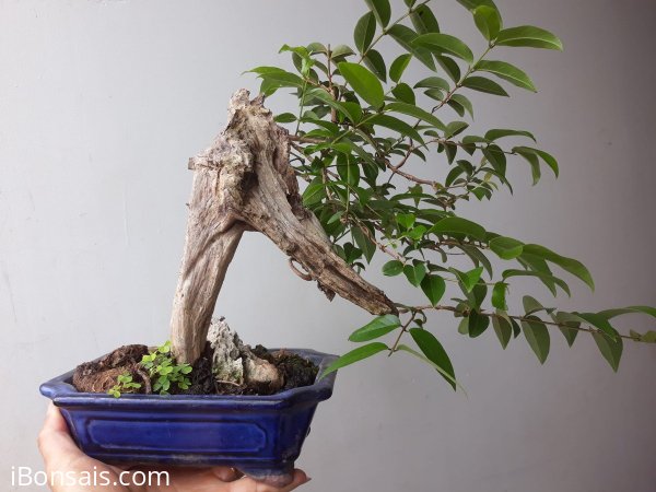 Em là Bằng Lăng Ổi dáng quái...
