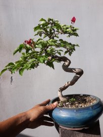 Em là Hoa Giấy ghép Phụng Hoàng Lửa ( Loan Tím )...