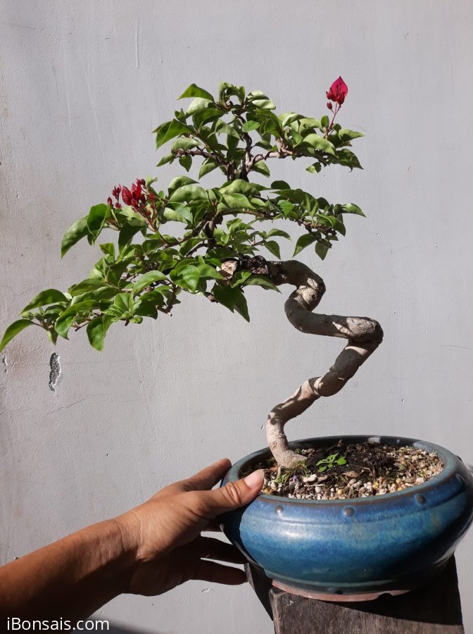 Em là Hoa Giấy ghép Phụng Hoàng Lửa ( Loan Tím )...