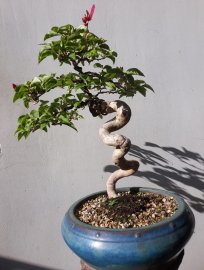 Em là Hoa Giấy ghép Phụng Hoàng Lửa ( Loan Tím )...