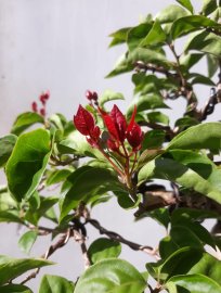 Em là Hoa Giấy ghép Phụng Hoàng Lửa ( Loan Tím )...