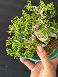 Dòng sam núi mini hiếm