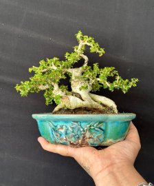 Dòng sam núi mini hiếm
