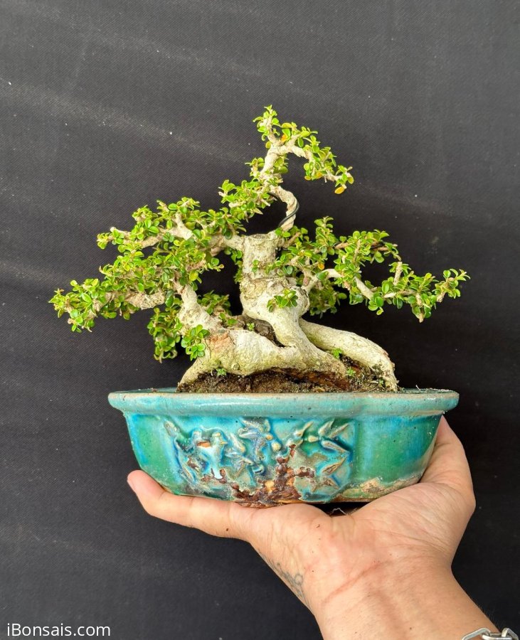 Dòng sam núi mini hiếm
