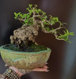 Củ hải châu sông cầu mini củ hoành cái bát ăn cơm