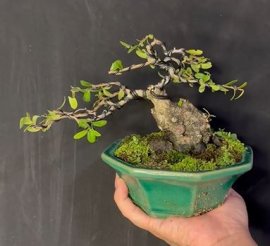 Hải châu sông cầu khai thác
