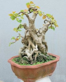 Bồ đề mini để bàn