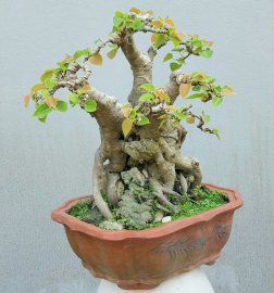 Bồ đề mini để bàn