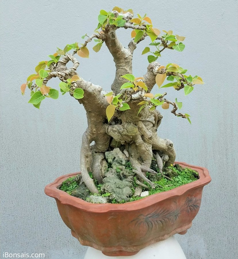 Bồ đề mini để bàn