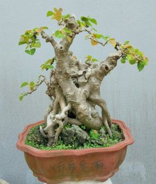 Bồ đề mini để bàn