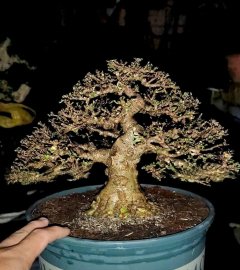 Mct lá trung cây thi đấu mini