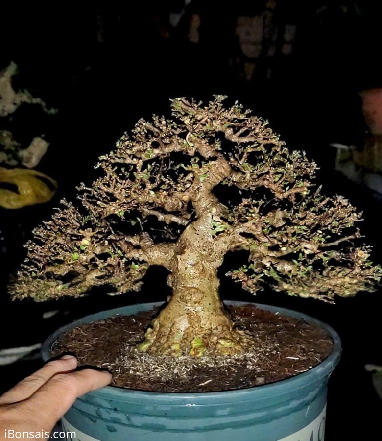 Mct lá trung cây thi đấu mini