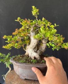 Cứ lá nhỏ là sông cầu