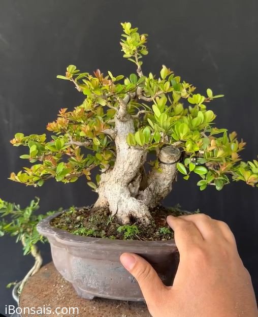 Cứ lá nhỏ là sông cầu
