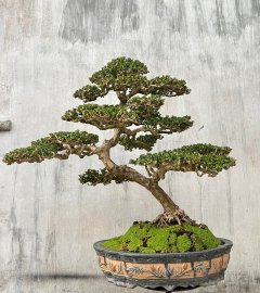 Tp: Sam Trái Phong tranh chia sẽ cùng ae. 