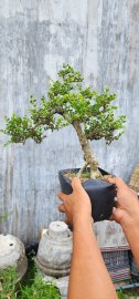 Sam trái già gl 600k hàng khai thác sạch kẽm đẹp xinh