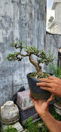Sam núi một cốt già lâu năm đế vững chãi chốt giao lưu 500k 