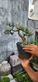 Sam núi một cốt già lâu năm đế vững chãi chốt giao lưu 500k 
