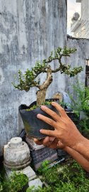 Sam núi một cốt già lâu năm đế vững chãi chốt giao lưu 500k 