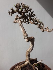 Em Sam trái Văn Nhân Mẫu Tử...