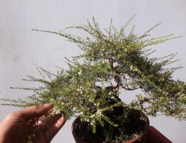 Em Sa Tùng phom lùn lực ...