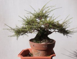 Em Sa Tùng phom lùn lực ...