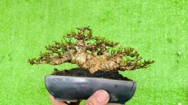 MCT 10cm kém