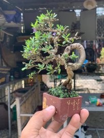 Linh sam ghép 86 mini bỏ túi, cao12