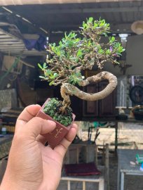 Linh sam ghép 86 mini bỏ túi, cao12