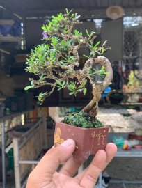 Linh sam ghép 86 mini bỏ túi, cao12
