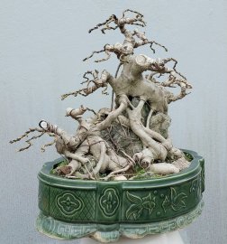 Cây si bonsai ôm đá