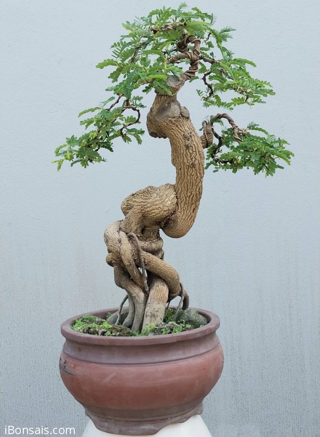 Cy me bonsai mini  bn in Tuy Phuoc Binh Dinh
