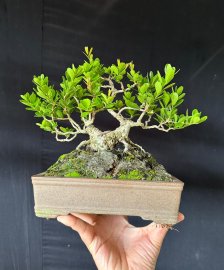 Củ hải châu bắt cầu mini siêu thuần