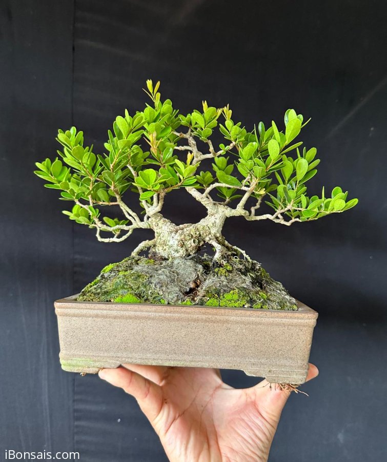 Củ hải châu bắt cầu mini siêu thuần