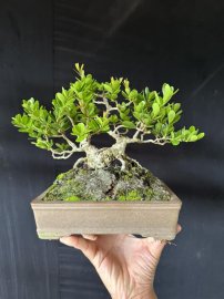 Củ hải châu bắt cầu mini siêu thuần