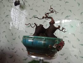 Nuôi già tí nữa là okê lắm luôn
