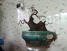 Nuôi già tí nữa là okê lắm luôn