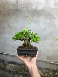 Già cây lắm rồi
