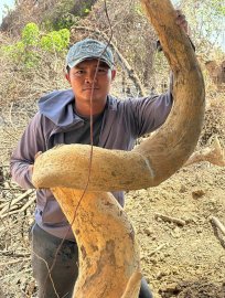 Phôi duối dáng long